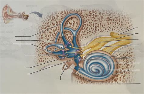 Structures Of Inner Ear Diagram Quizlet