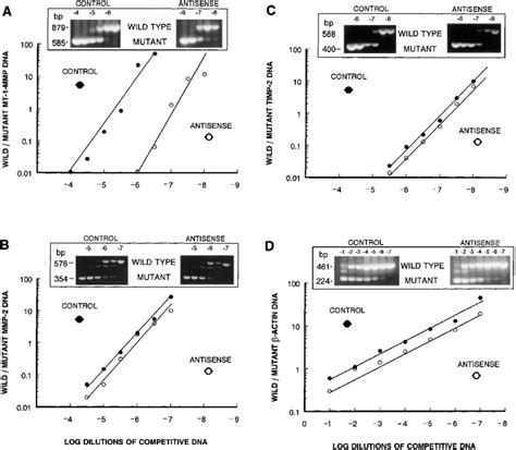 Competitive Rt Pcr Of Mt 1 Mmp A Mmp 2 B Timp 2 C And Actin