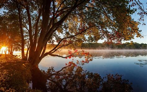 Tree And Lake Wallpaper Nature And Landscape Wallpaper Better