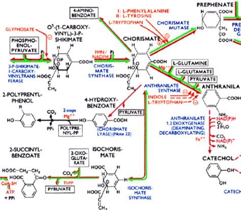 Biochemistry Pathways Poster