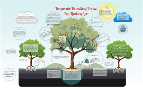 Temperate Broadleaf Forest by Lindsey Lee on Prezi