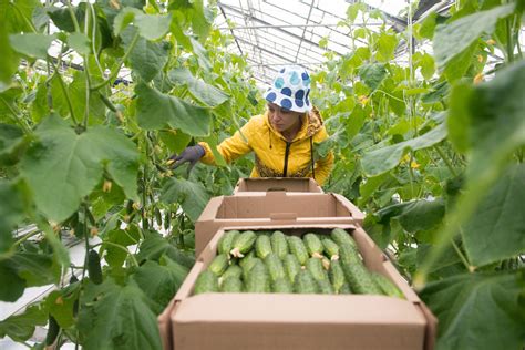 Как правильно выращивать овощи в теплице