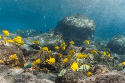 Maui Sur Snorkel Y Avistamiento De Delfines En Lanai Desde Maalaea