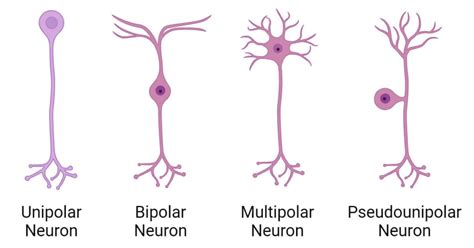 Nerve Cells (Neurons): Types, Structure, Functions, Diseases