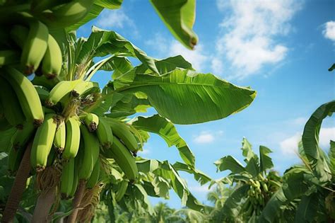 Premium Photo Banana Trees Swaying In The Wind