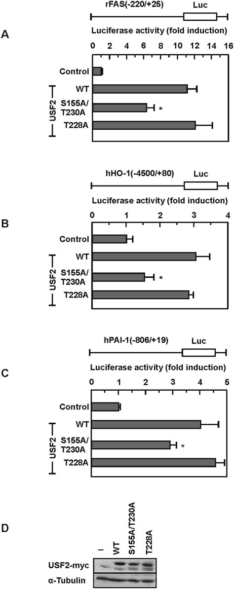 Gsk3b Mediated Phosphorylation Of Usf2 Affects Activation Of Target