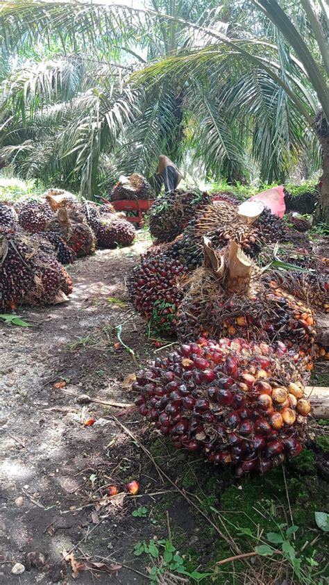 Harga Sawit Anjlok Anak Petani Sawit Terancam Putus Sekolah Gubernur