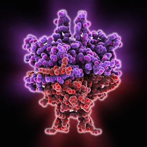 Single Stranded Dna Binding Protein Photograph By Science Photo Library