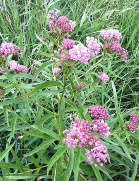 SWAMP MILKWEED - Johnston Seed Company