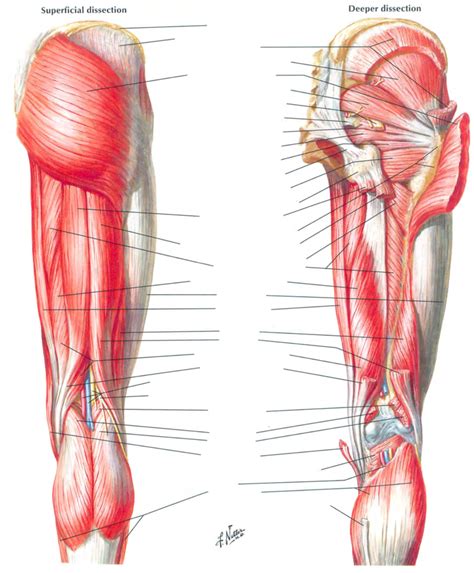 Muscles Of Hip And Thigh Posterior View Diagram Quizlet