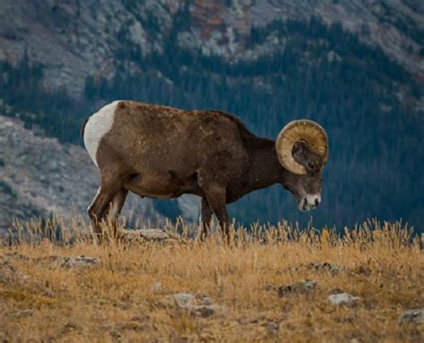 Bighorn Sheep - Facts, Size, Diet, Pictures - All Animal Facts