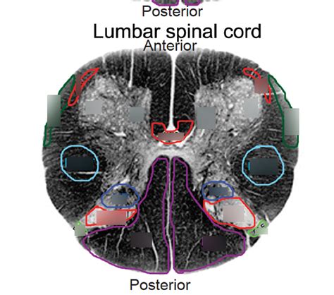 Lumbar Spinal Cord Segment Nuclei Tracts Diagram Quizlet