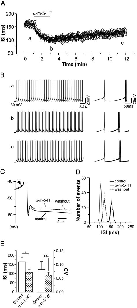 Methyl Ht M Ht Increased Firing Frequency Of Stn Neurons A