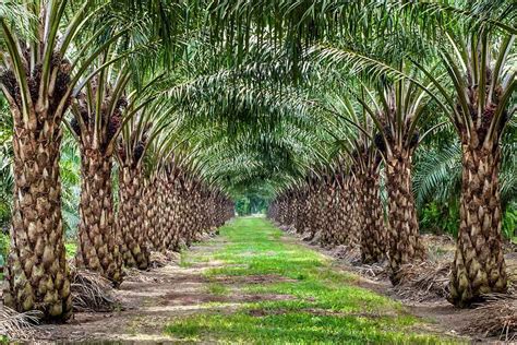 Qué es el aceite de palma Composición y características