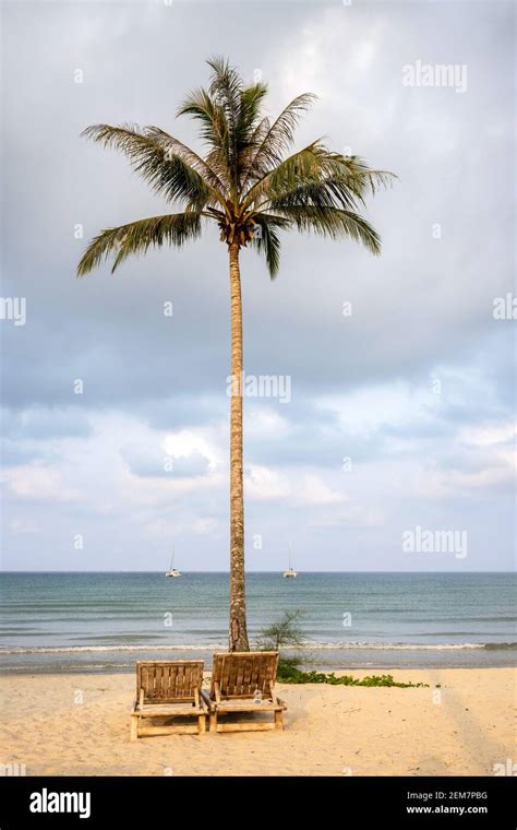 A Single Coconut Tree Lone By The Sea There Were Two Beach Chairs Laid