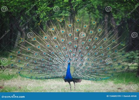 Dancing White Peacock In Rain