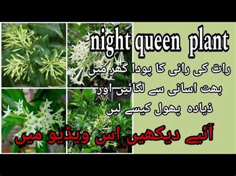 How To Grow And Care And How To Solve Problem Night Queen Raat Ki