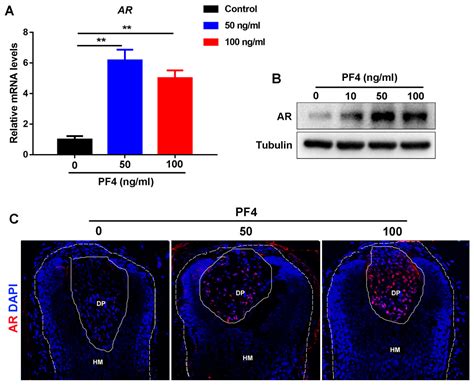 Platelet Factor 4 Inhibits Human Hair Follicle Growth And Promotes