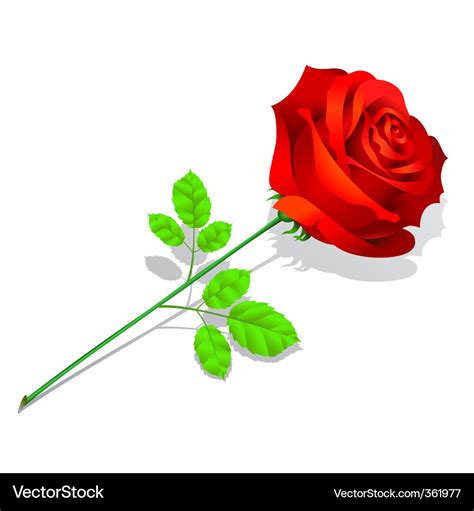 Rose Flower Royalty Free Vector Image Vectorstock