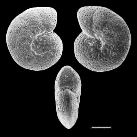 Anomalinoides Affinis Wadi Nukhl Egypt Ypresian Eocene Paleogene