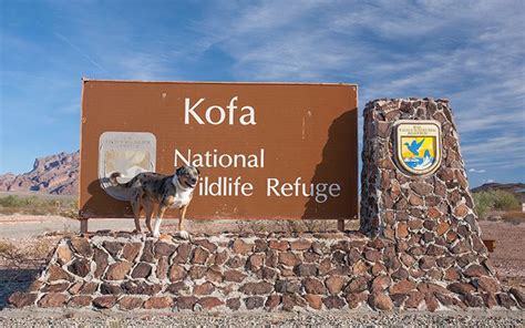 Campsite Review: Kofa National Wildlife Refuge