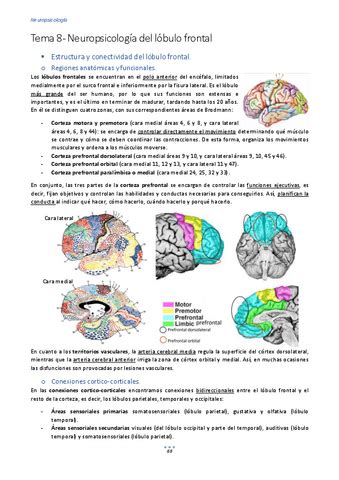 Tema Neuropsicologia Del Lobulo Frontal Pdf