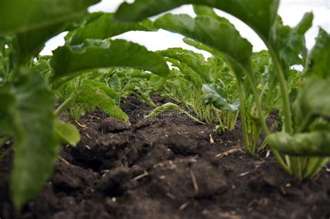 Sugar Beets In A Row In The Field Stock Image Image Of Leaves