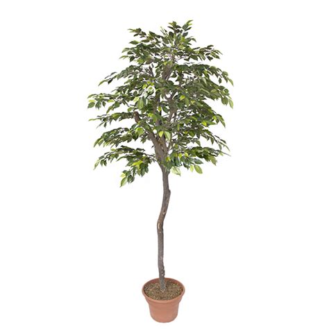 Arbre Artificiel Ficus Simple Pieds D Cors V Ronneau