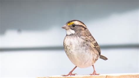 Pleins feux sur le 5e Festi Oiseaux au Bioparc de la Gaspésie