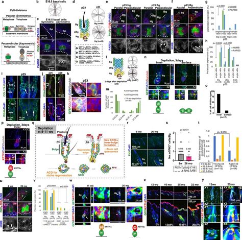 Asymmetric Cell Divisions From Embryo To Adult Life A Schematic Download Scientific Diagram