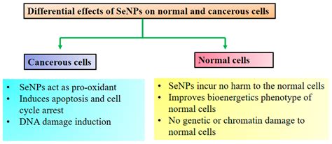 Antioxidants Free Full Text Biogenic Selenium Nanoparticles And