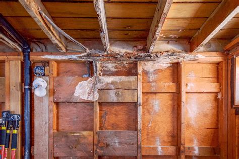 Mold And Asbestos A Comprehensive Guide To These Silent Dangers