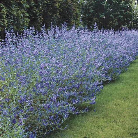 Caryopteris Longwood Blue Jackson Perkins