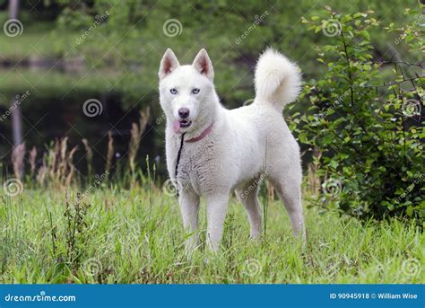 Perro Blanco Del Husky Siberiano Foto de archivo - Imagen de desplome ...