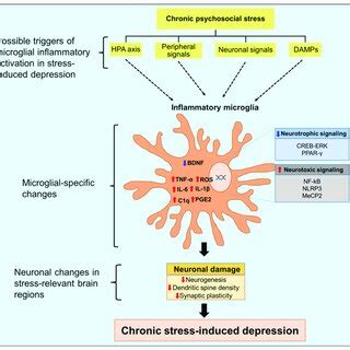 Triggers and role of microglial inflammatory activation in the ...