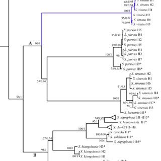 Maximum Likelihood ML Tree Inferred From Cyt B Gene For 11 Putative