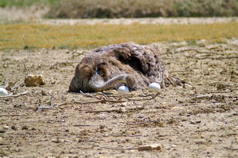 Mama Ostrich on the Nest stock image. Image of mama - 109990653