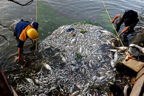 Tonnenweise Tote Fische Im Stadtsee Mysteri Ses Fischsterben Sucht