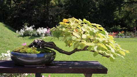 Bonsai Styles for Beginners: 5 Basic Styles for Your First Trees ...