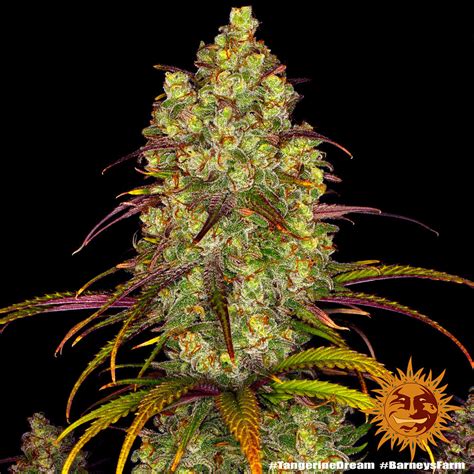 Tangerine Dream Weed Strain Samen Barneys Farm