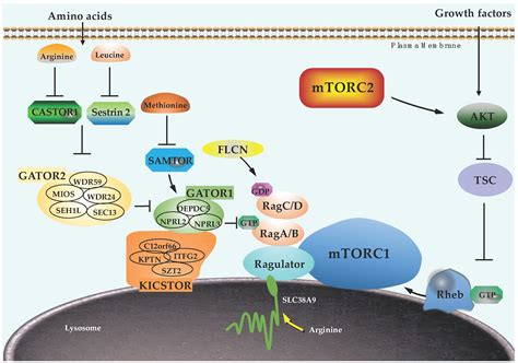 Ijms Free Full Text The Roles Of Post Translational Modifications