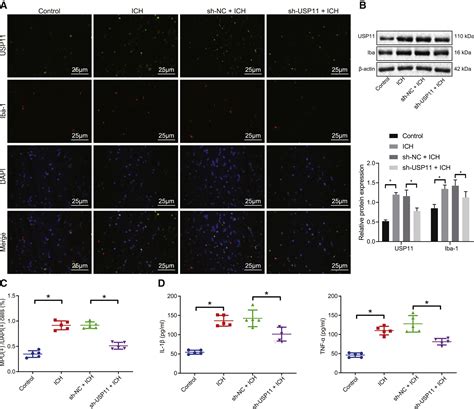 A Pro Inflammatory Mediator Usp11 Enhances The Stability Of P53 And