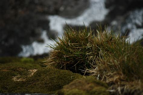 The Long Way Down, Up and Around: Antarctica plants...