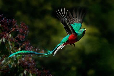 Quetzal | Guatemala's National Bird | Guatemala Holidays