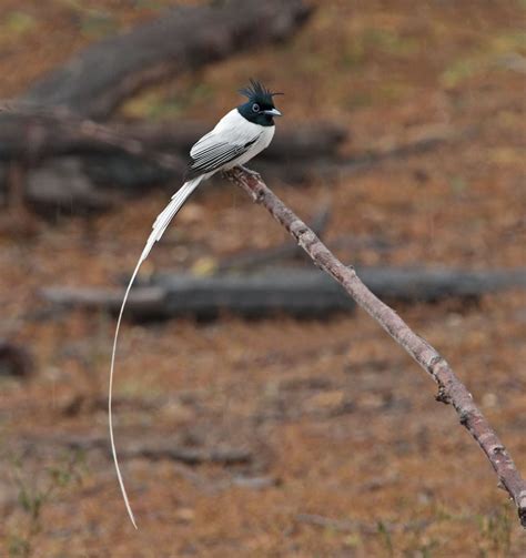 Stephen Burch S Birding Dragonfly Website Indian Paradise Flycatcher