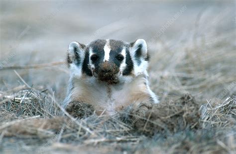 Badger in Hole - Stock Image - C014/3184 - Science Photo Library