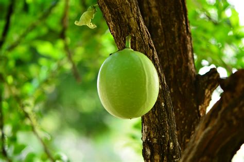 Cresentia Cujete Fruit