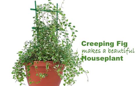 Creeping Fig Climbing Fig Ficus Pumila Houseplant Care Ideas