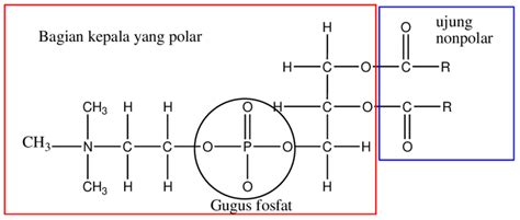 Gambar 23 Struktur Kimia Fosfolipid Download Scientific Diagram