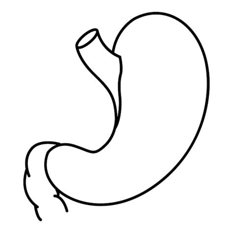 Premium Vector Human Stomach For Coloring